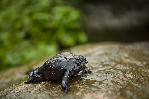 The Purple Frog in Coimbatore in Tamil Nadu