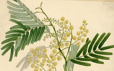 Botanical exhibition at DakshinaChitra