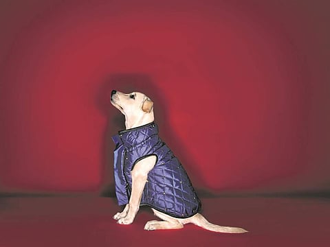 Heads Up For Tails X Shivan and Narresh