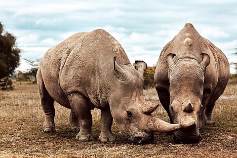 A herd of rhinoceros on Seven Worlds: One Planet