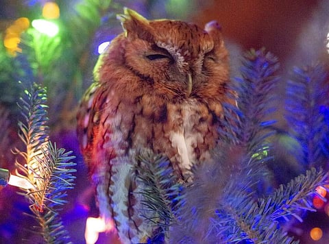 An owl in a Christmas tree (Billy Newman Photography via AP)