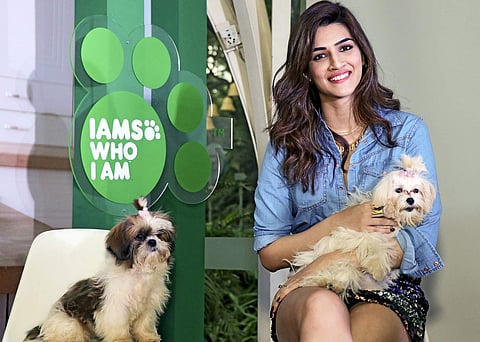 Actress Kriti Sanon posing with puppies at the IAMS Mumbai Launch