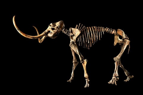Woolly mammoth skeleton, Mammuthus Primigenius, Siberia, Russia, Late Pleistocene (Source: Sotheby's Hong Kong)