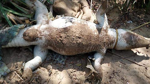 Cuban Crocodile at Madras Croc Bank
