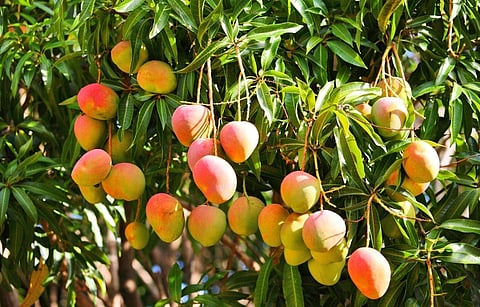 Farms around Bengaluru where you can sign up for some mango picking