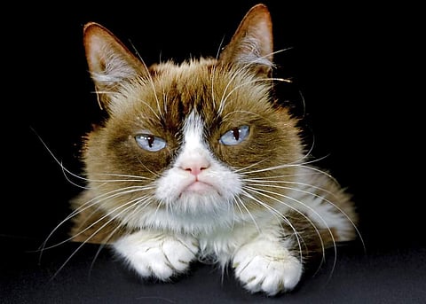 2015 file photo: Grumpy Cat in Los Angeles. (AP Photo/Richard Vogel)