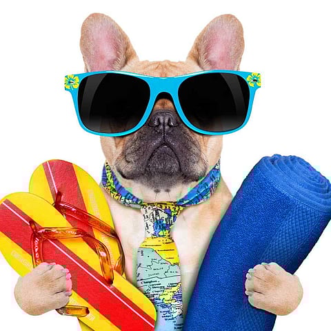 Keep your pets cool this summer