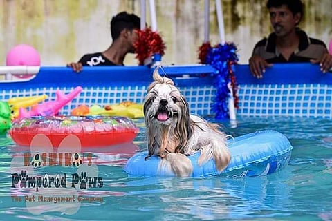 Kashika’s Pampered Paws is organising a pool party for pets