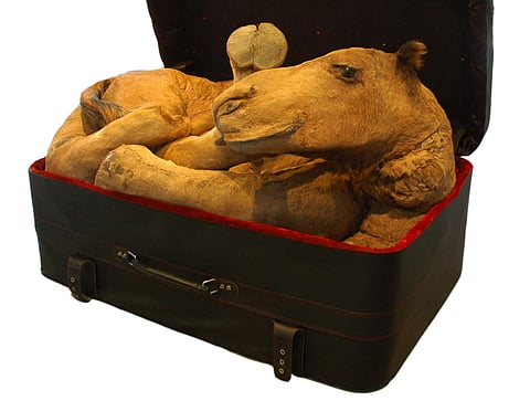 Huma Mulji, Arabian Delight, 2008