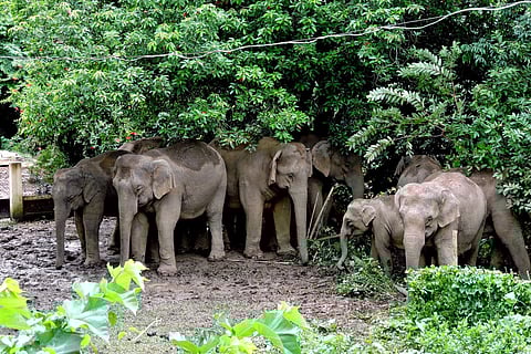 A herd of wild elephants in Tezpur, Sonitpur district, Assam (Photo: IANS)