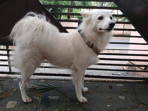 The Pomeranian that was found abandoned in Thiruvananthapuram