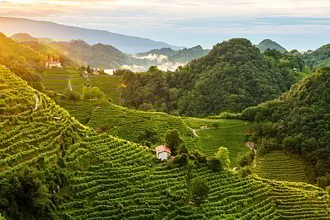 Prosecco Hills in Unesco World Heritage list