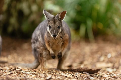 Wildlife Retreat at Taronga