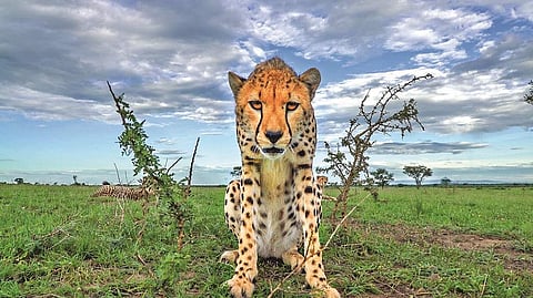 A cheetah at the Serengeti (Photo: Sony BBC Earth)