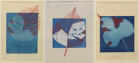 Cyanotypes from The Natural Resurrection