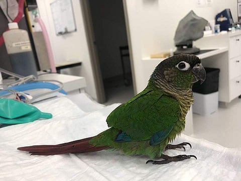 Aussie vet gives parrot new wings to fly (Photo: IANS)