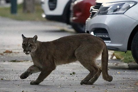 A wild puma on the streets of Santiago (AFP/Aton Chile/Andres Pina)
