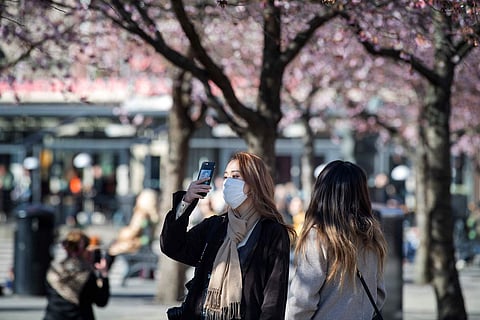 Blooming cherry trees in Kungstradgarden park, Stockholm (AFP/TT News Agency/Jessica Gow)