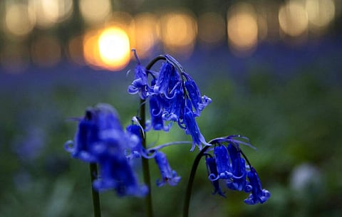 Bluebells or wild hyacinth bloom in Hallerbos forest, Belgium (AP Photo/Virginia Mayo)