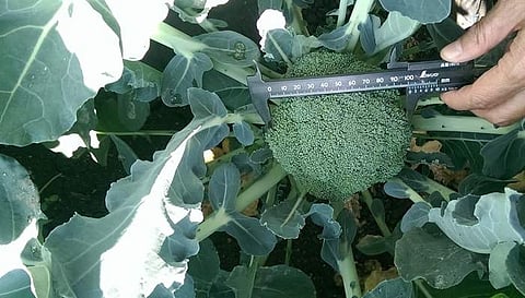 A look at the harvest at bhanu farms