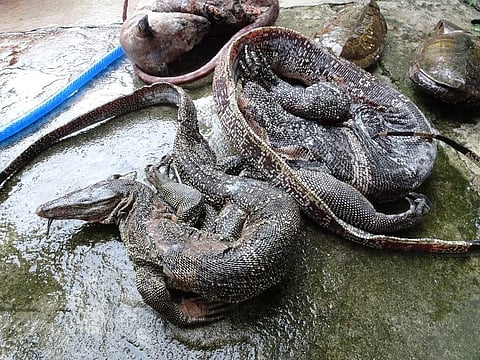 Seized illegal wildlife on sale for human consumption at a wildlife market in Vietnam. 2018. IEBR