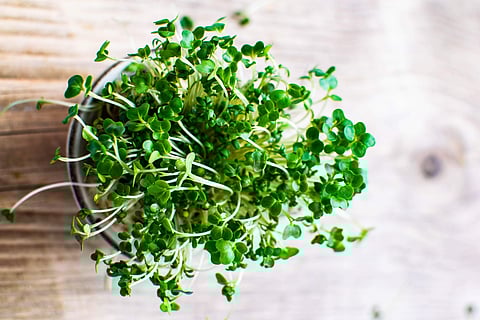 LocalXo teaches you kitchen gardening, cooking and composting in new online series