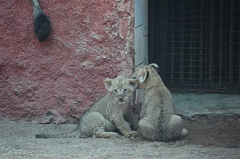 African lion cubs make first appearance at Hyderabad Zoo (Photo: IANS)