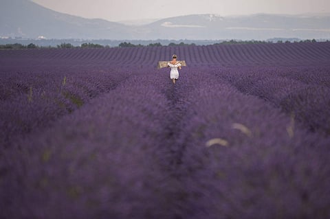 Fields of lavender in Puimoisson, southern France (AFP / Christophe Simon)