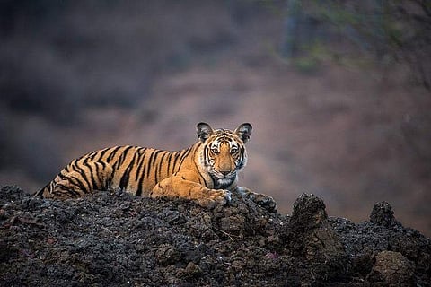 A still from Wild Karnataka