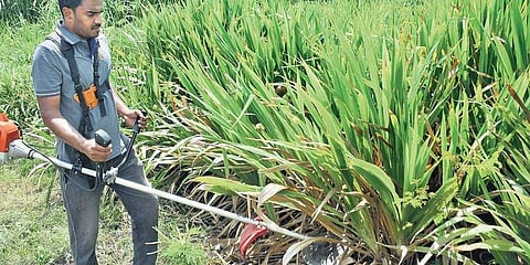 Composing a green world