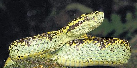 Malabar Pit Viper| Sachin Rai