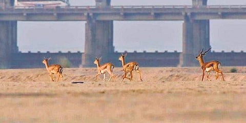 Blackbucks by Srikanth Mannepuri