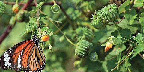 Danaus genutia or the Striped Tiger