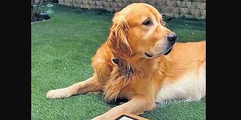 The takings from her venture are utilised to feed stray dogs and to provide them access to better living conditions