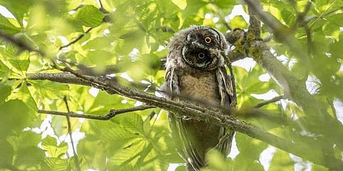 Representational image of an owl