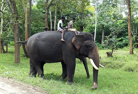 Arjuna, the tusker