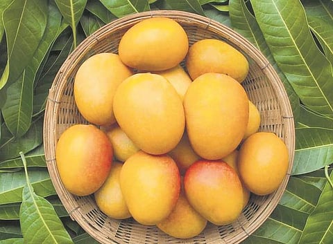 Mango special: Here's where you can get farm to table organic mangoes in Chennai