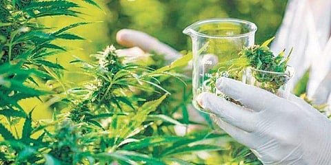 Image used for representational purpose.