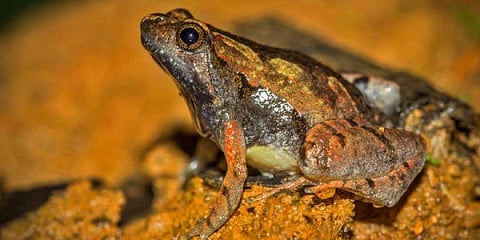 Representational Image (File photo| IANS)