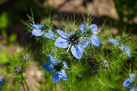 Nigella plant