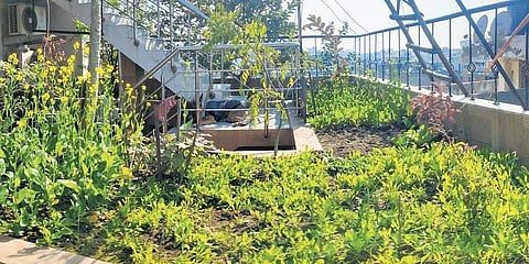 Kichen garden planted by Dwarka Mor residents Madhusudan Kukreti and Laxmi Kukreti