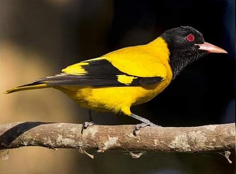 Black-hooded oriole