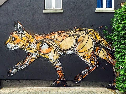Catflow by Dzia in the city of Zolder