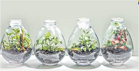 Terrariums