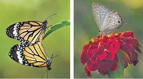 (Left)Photographs of Striped Tiger; (right) Dark Cerulean