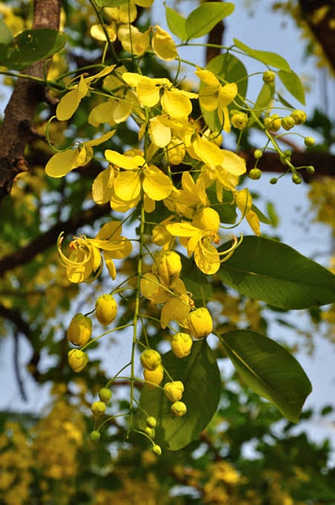 Amaltas or Golden Shower Tree in full bloom