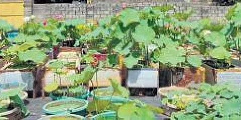 Sayana Anil’s little garden
