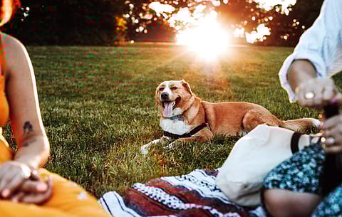 What’s better than a picnic with your pets?