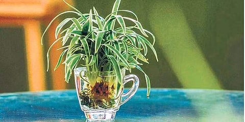 In search of positive energy and good luck? These water plants can help