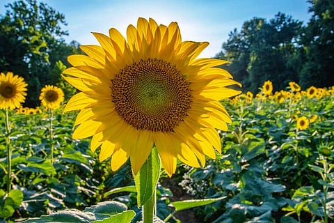 The sunflower packs healthy nutrition in its seeds